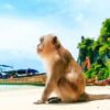 Phuket Tour - Image 10