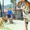 Tourist Attraction Phuket - Thailand - Image 20